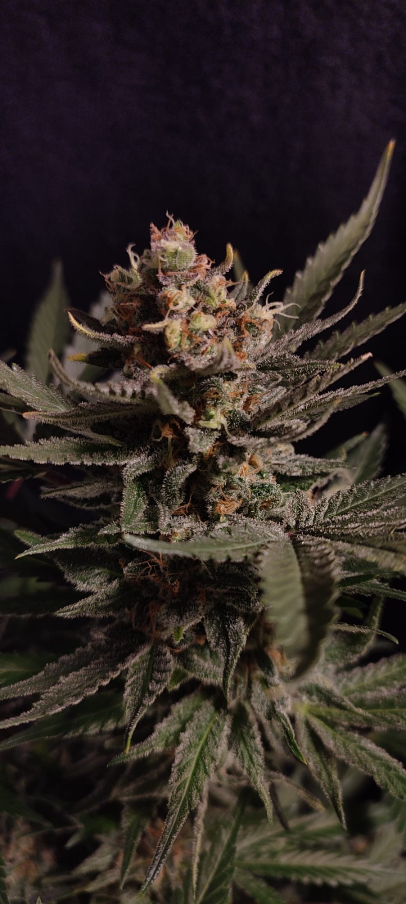 aprendecann planta 1