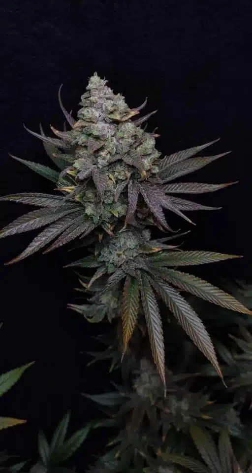 malasana cookies grow journal (1)