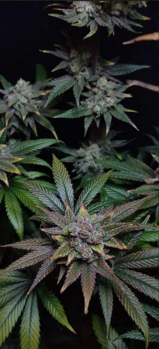 malasana cookies grow journal (2)