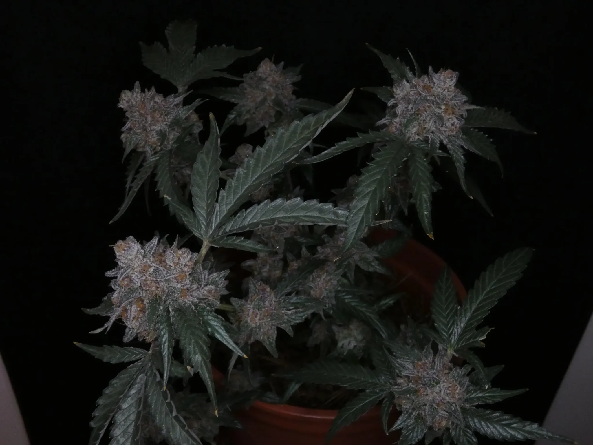 tropicana poison exotic seeds 1