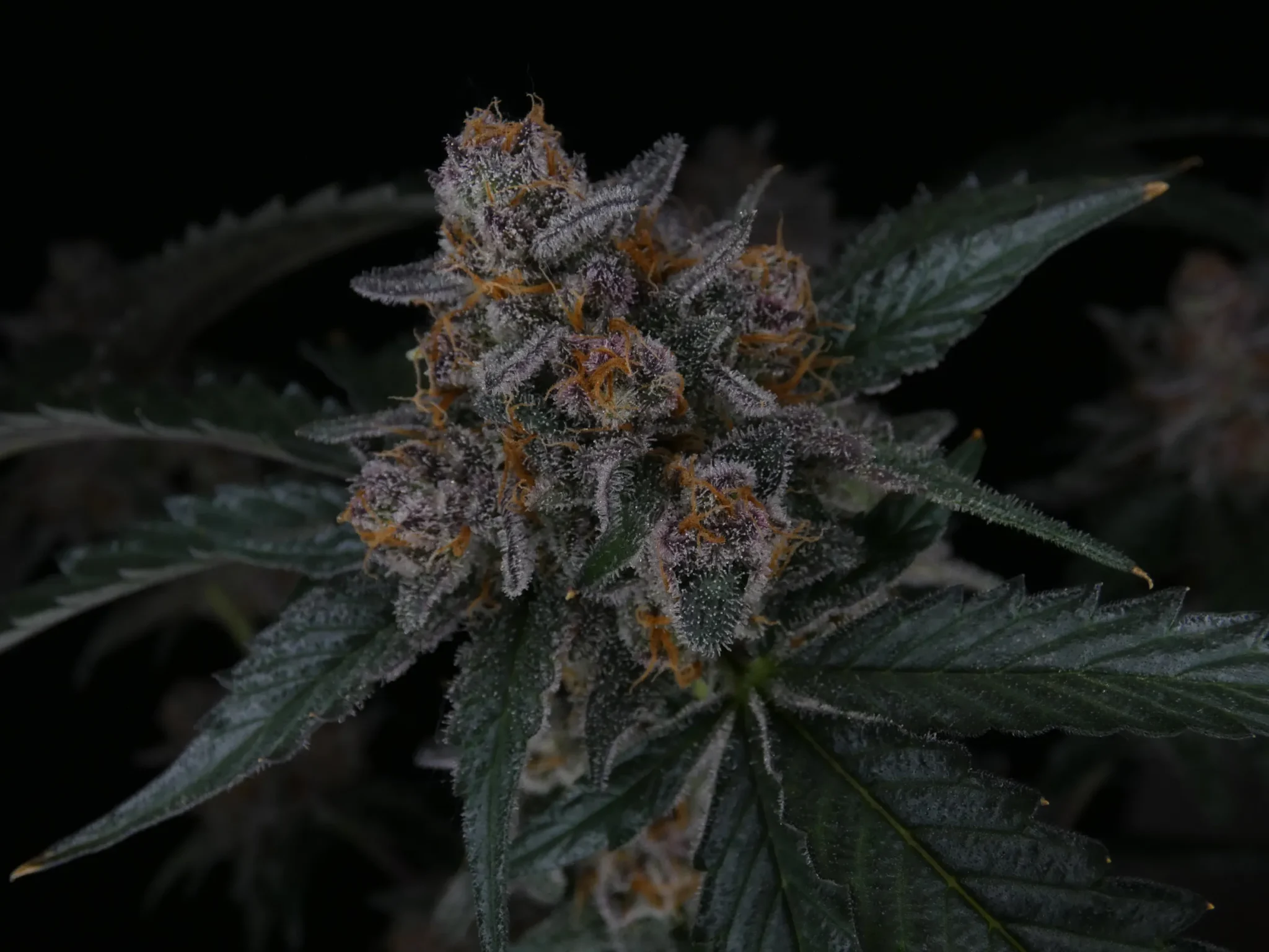 tropicana poison exotic seeds 2